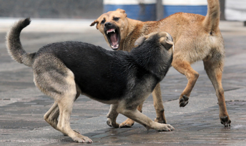 В Волгоградской области бродячие собаки напали на двух школьниц