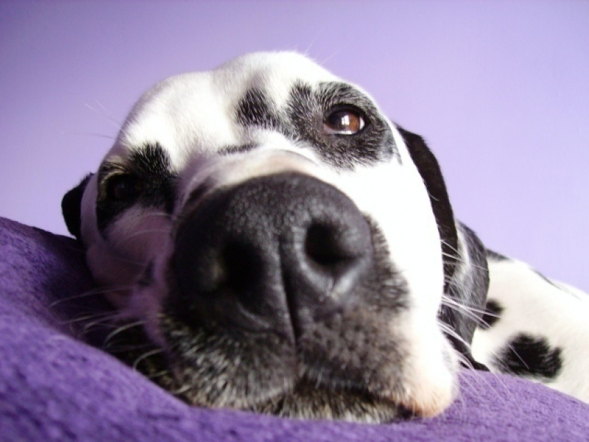 Волгоградские СМИ выдумали историю об изуродованной собакой девочке