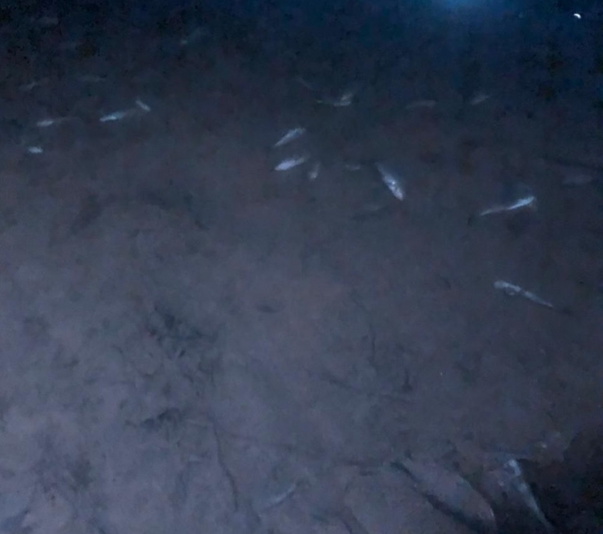 Мертвая рыба массово выбросилась на берег в Волгограде