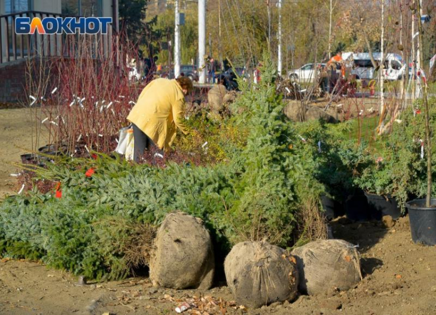 Сломали подвесные качели, вывезли три ели: продолжают крушить новые парки волгоградцы