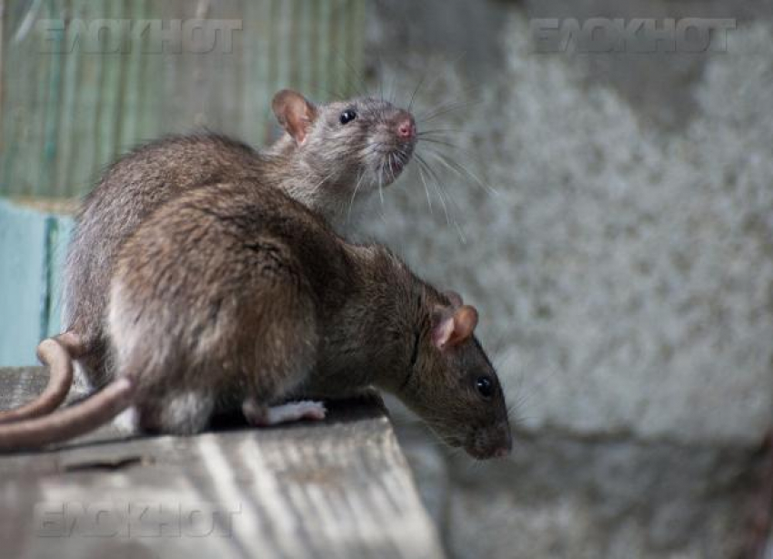 Волгоградцев пугают полчища крыс в центре города