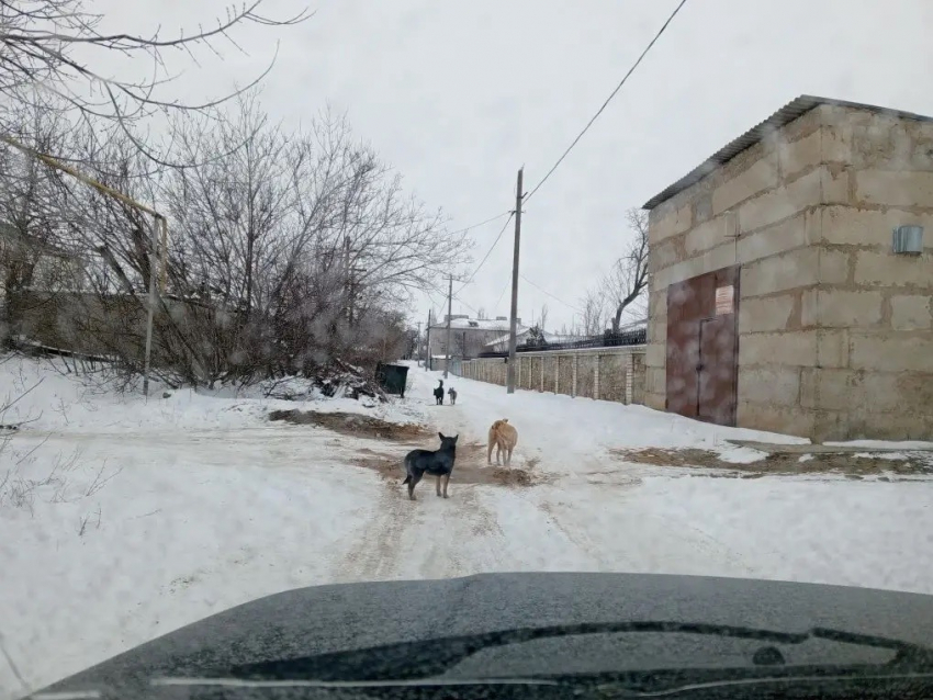 Сбившимися в стаю собаками обеспокоились жители Суровикино