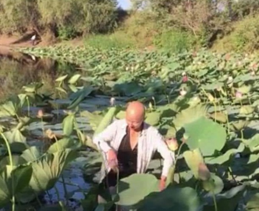 Группа вандалов безжалостно оборвала краснокнижные растения на озере Лотосов под Волгоградом