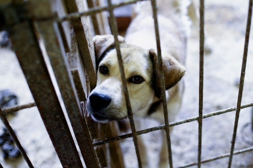 На уничтожение бездомных собак на севере Волгограда потратят 250 тысяч рублей