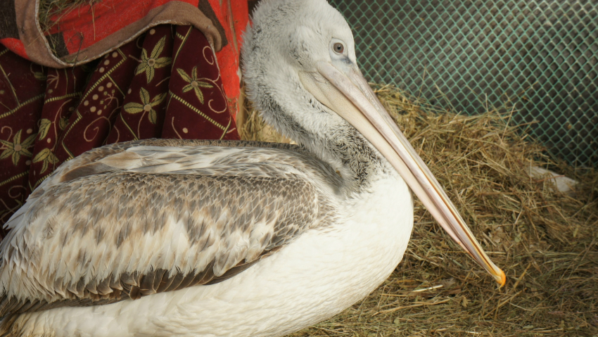 Залипательное видео с пеликаном-проглотом показала волонтер из Волгограда