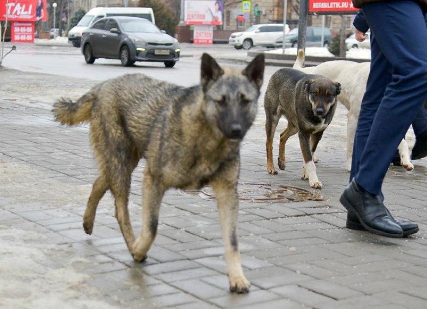 Бездомные собаки истребили всю живность в жилом массиве Волгограда