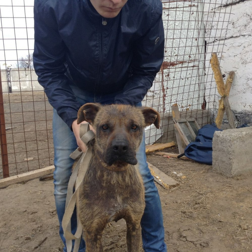 В Волгограде спасают облысевшую от стресса собаку