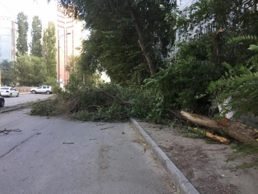 Дерево упало на автомобиль в Волгограде из-за сильного ветра