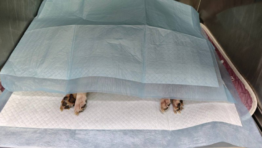 Домашние животные начали умирать в Волгограде после прогулок 