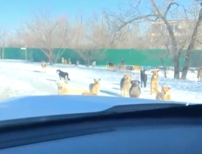 Волгоградцы добрались до генпрокурора Гуцана в скандальной борьбе с владелицей приюта