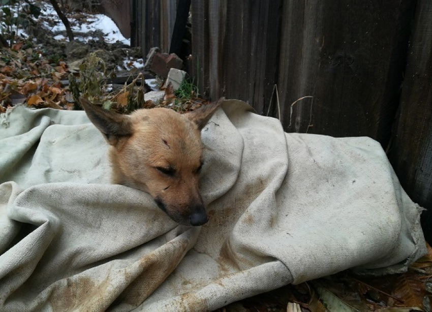 Живодеры расстреляли беззащитную собаку из пневматики на западе Волгограда
