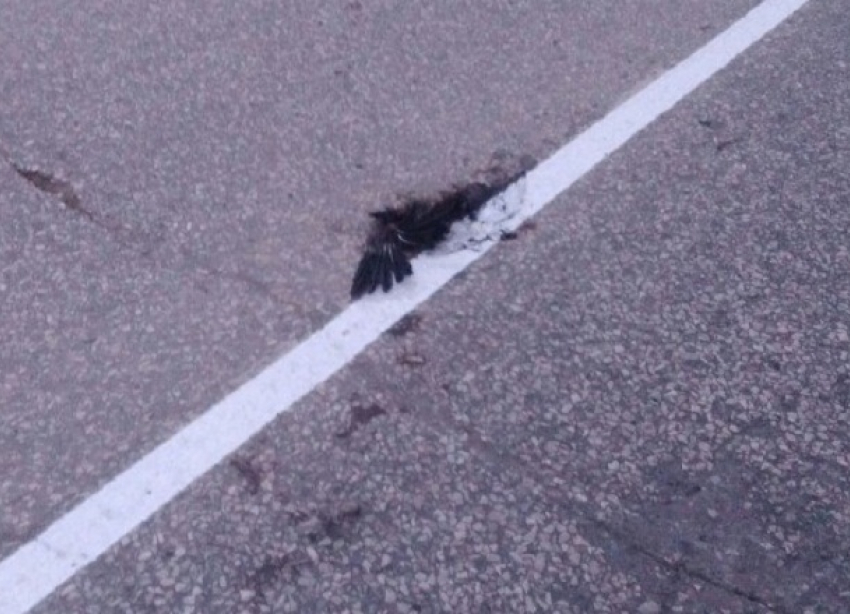 Под Волгоградом дорожники нарисовали разметку по дохлой вороне