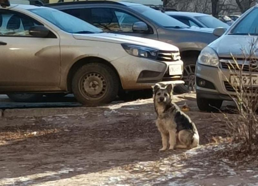 Злобная бездомная собака нападает на детей и взрослых в Волгограде