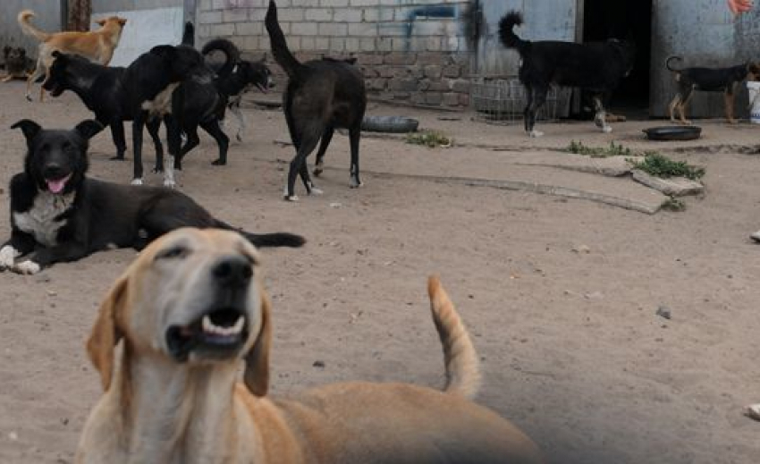 Птицефабрики Волгоградской области оштрафовали за бездомных собак и диких птиц
