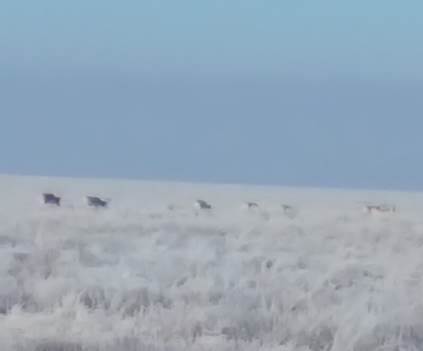 В Волгоградскую область вернулись удивительные антилопы с хоботом