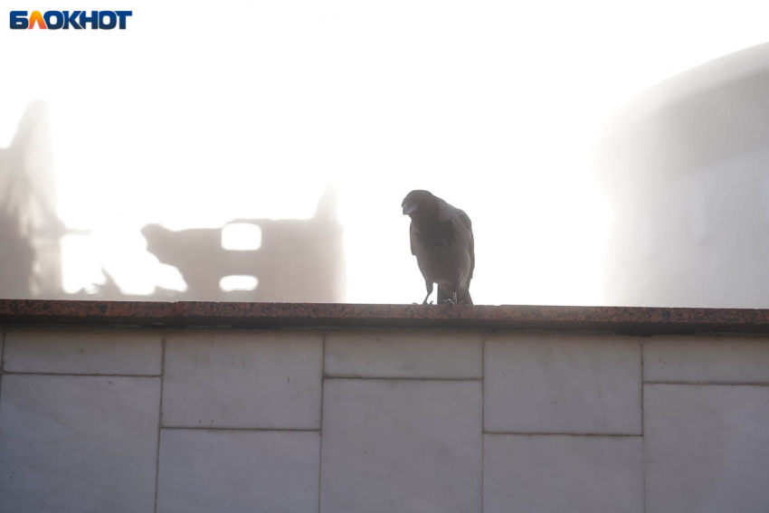  Желтый уровень ввели в Волгограде из-за сильного тумана