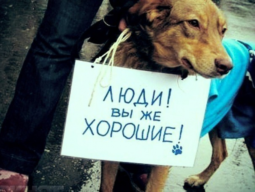  В Волгограде пройдет митинг против живодеров 