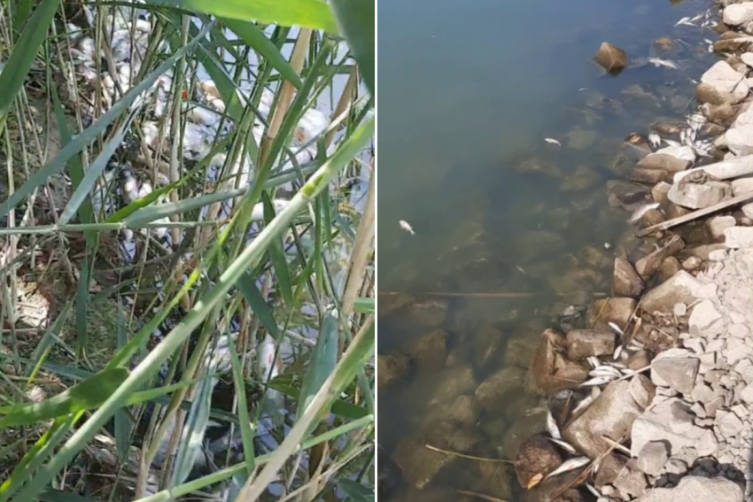 Новые кадры рыбного мора «брюхом вверх» шокируют в Волгограде