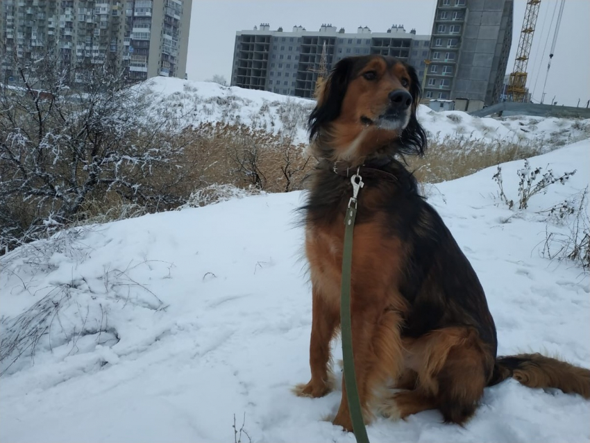 Ледяные иглы и снежные зерна обещают в Волгоградской области 