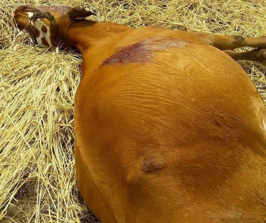 Возбуждено уголовное дело по факту массового расстрела стада беременных коров под Волгоградом