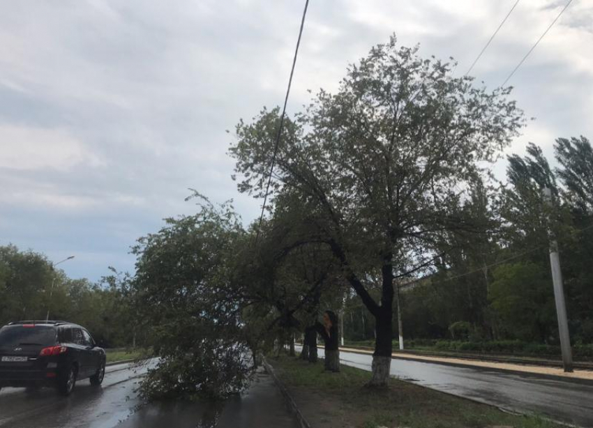 После сильного ветра дерево рухнуло на линию электропередач в Волжском