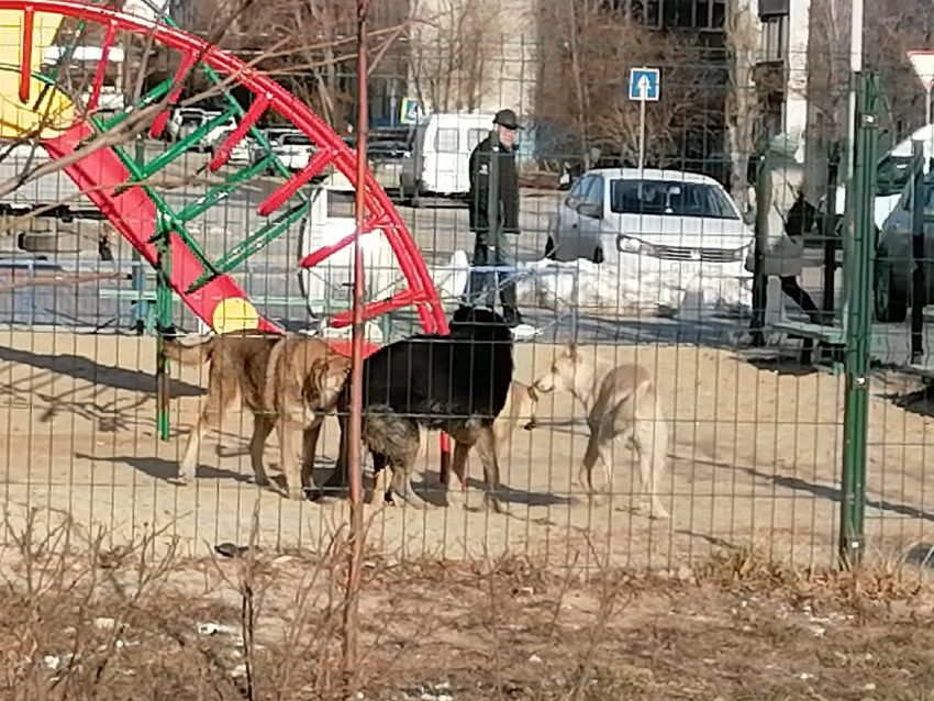 Бездомные псы рвут мелких собак: стаи оккупировали дворы и нападают на детей  в Волгограде