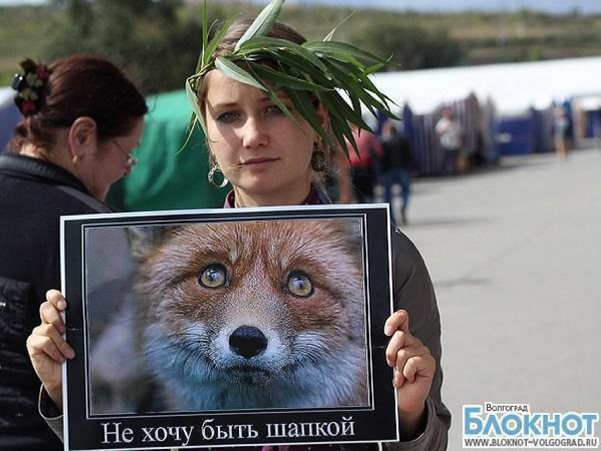 Волгоградские защитники животных устроили пикет