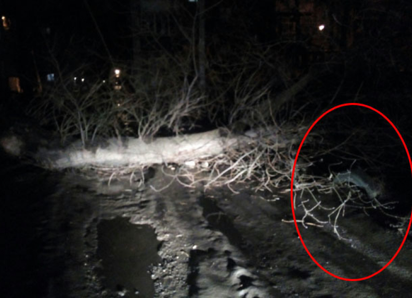 «Пятнадцатую» раздавило рухнувшим деревом на юге Волгограда