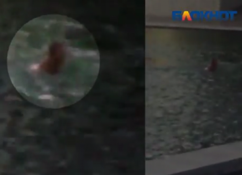 Заплыв мужчины в Озере слез на Мамаевом кургане попал на видео 