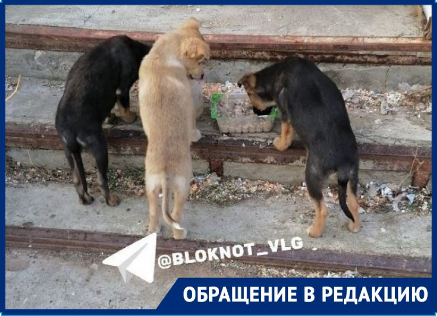 За 5 дней сгорели все: неизвестные расправились с щенками под Волгоградом