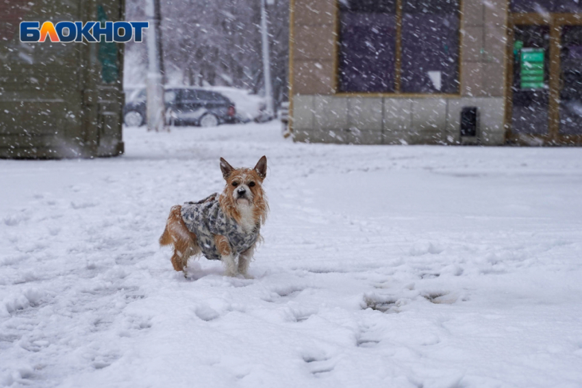 Обморожения, реагенты, травмы: чем опасна зима для собак в Волгограде