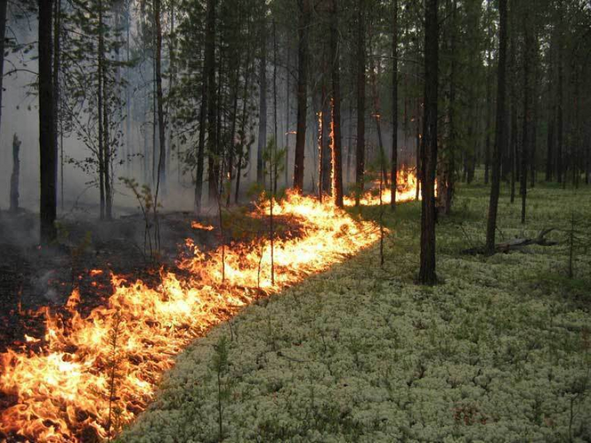 В Волгоградской области снят противопожарный режим