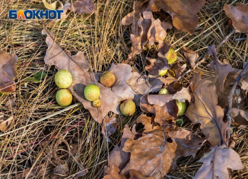 Тепло еще держится: октябрь знает, как радовать волгоградцев