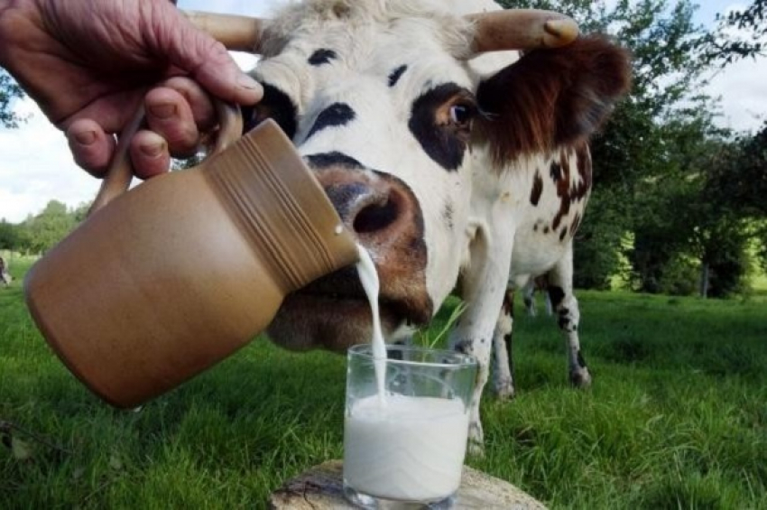 Волгоградское молоко оказалось одним из самых дорогих по России