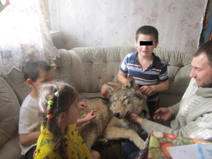 Волгоградский волк оказался домашним любимцем многодетной семьи