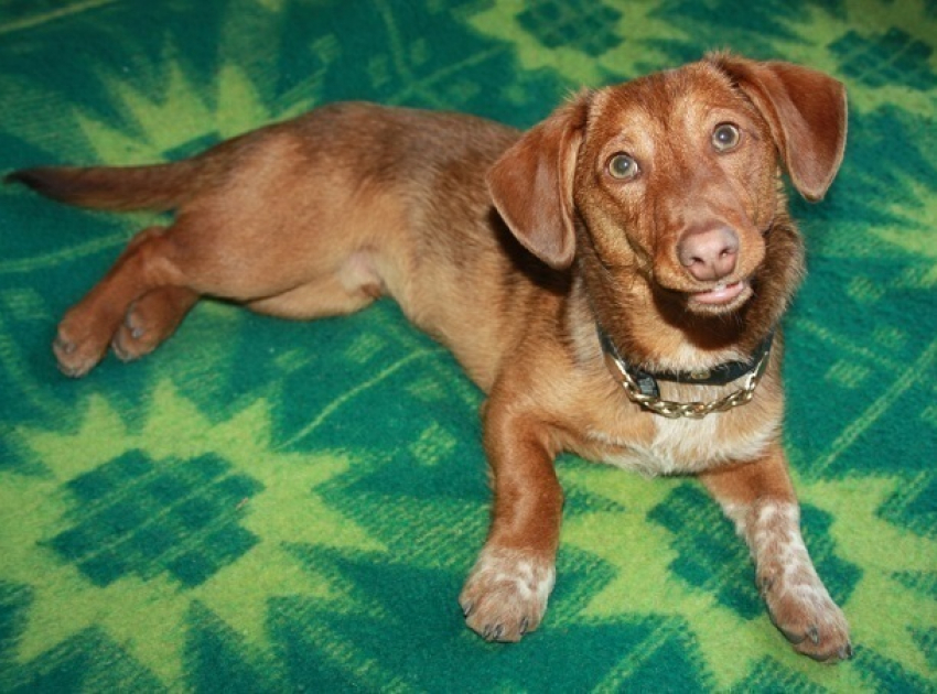 Судебные приставы Волгограда ищут хозяина рыжего пса с зелеными глазами