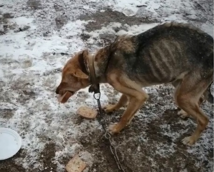 Опасный волонтер превращает собак в ходячие скелеты под Волгоградом