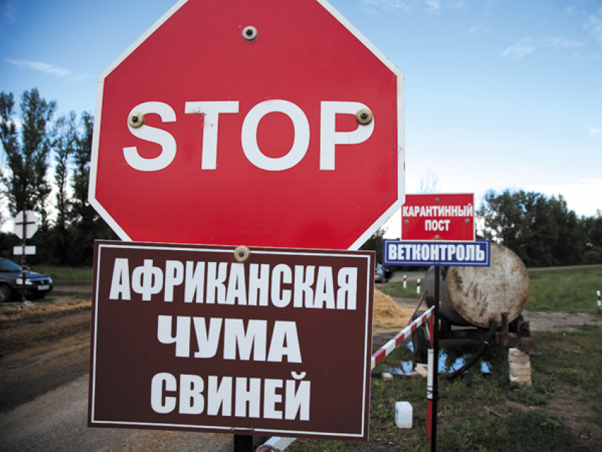 В связи с участившимися вспышками АЧС, в Волгоградской области проводятся проверки