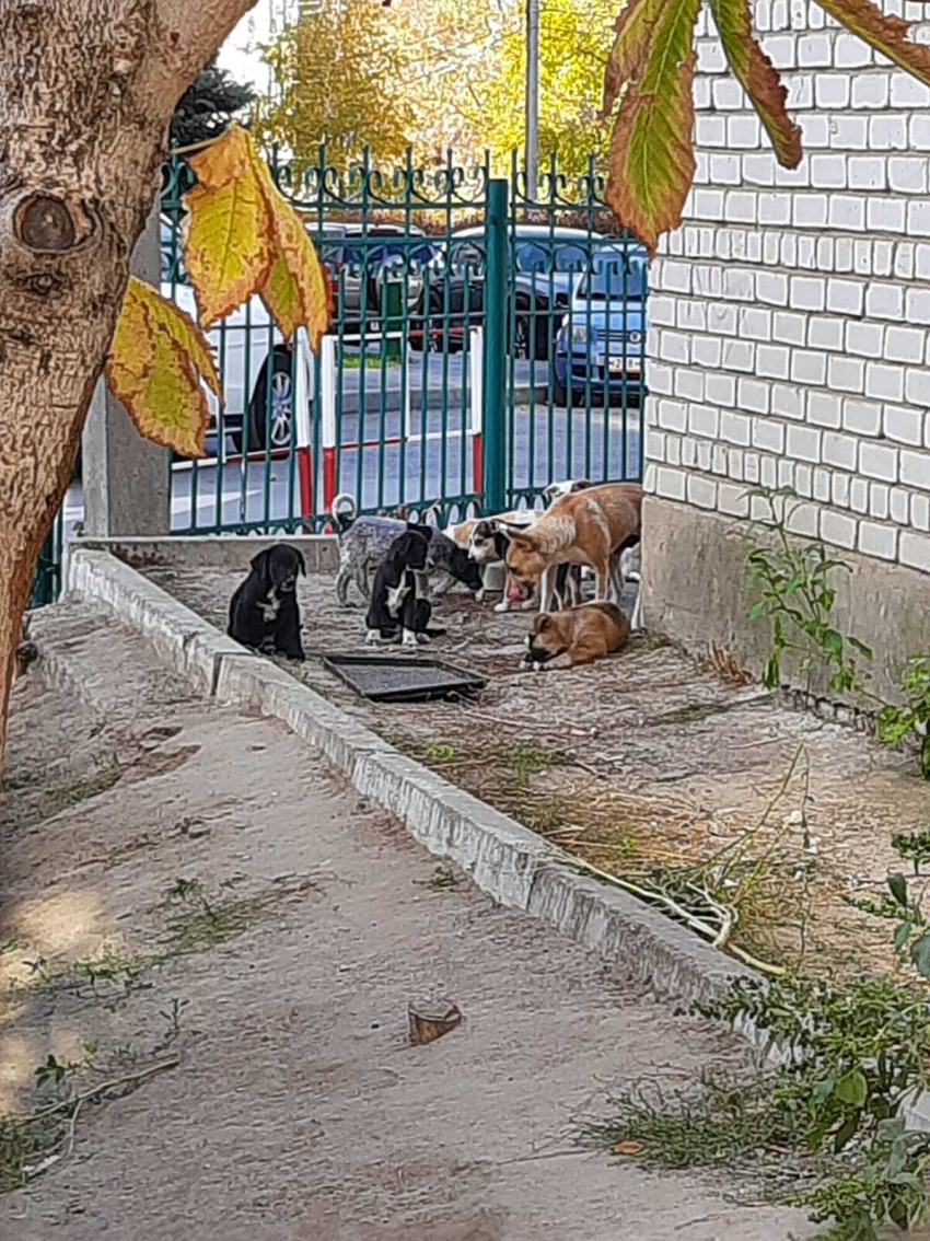 Не жалеют даже щенков: в Волгограде на глазах у плачущих детей отлавливают собак 