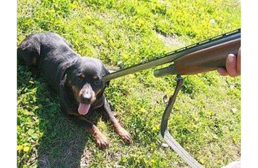На юге Волгограда на глазах детей расстреляли стаю собак 