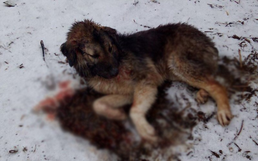 Волгоградские ветеринары борются за жизнь огромного щенка азиата с серьезными травмами головы
