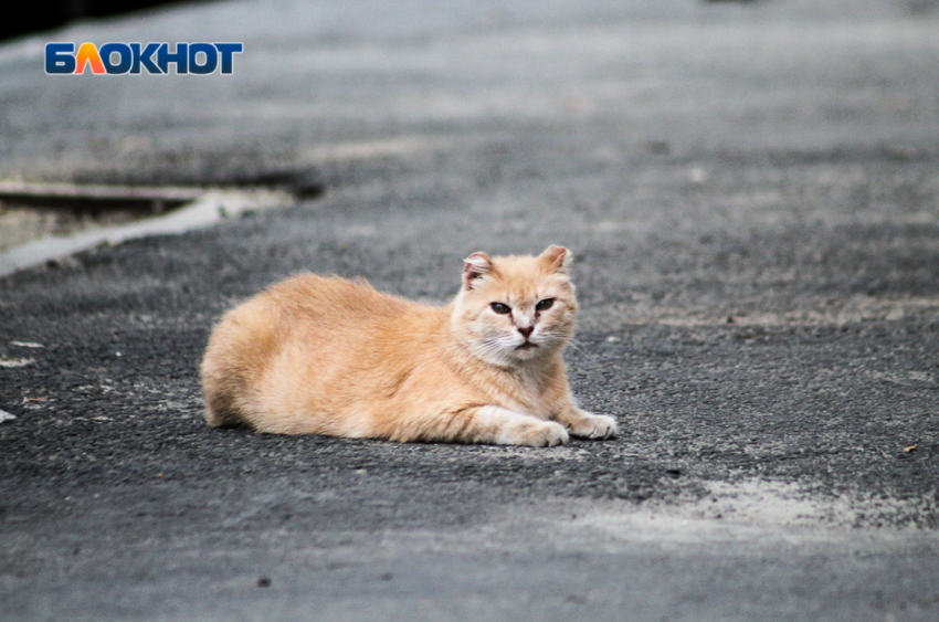 21 смерть от бешенства зафиксирована в Волгоградской области 