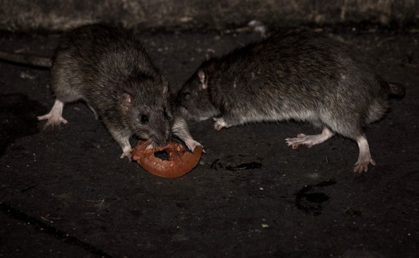 Стаи крыс пугают малышей возле детского сада на юге Волгограда