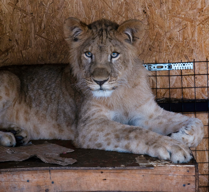 Спасенные в Волгограде два львенка зимой могут остаться без вольера