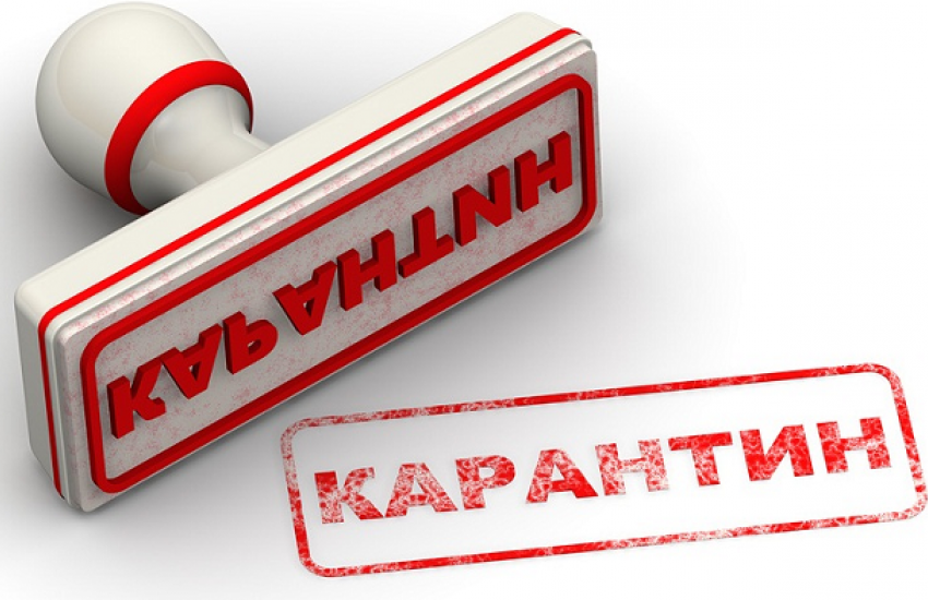 В двух районах Волгограда снят карантин по бешенству