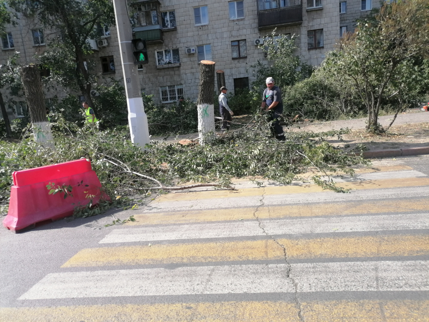 Массовое уничтожение деревьев начали в центре Волгограда