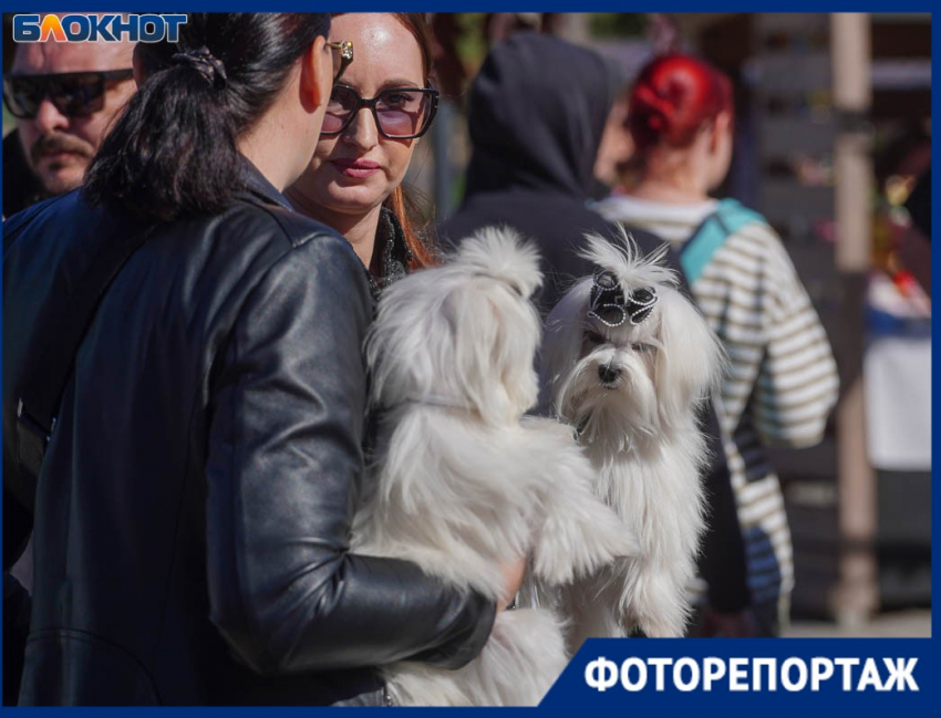 Толпы обожающих своих питомцев собачников собрались в центре Волгограда по важному поводу