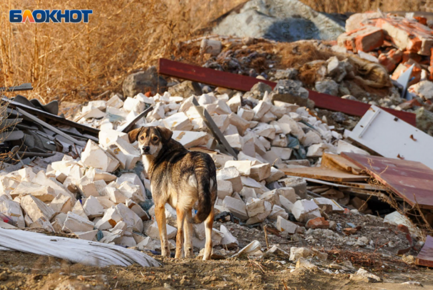Собака с бешенством жила рядом с волгоградцами
