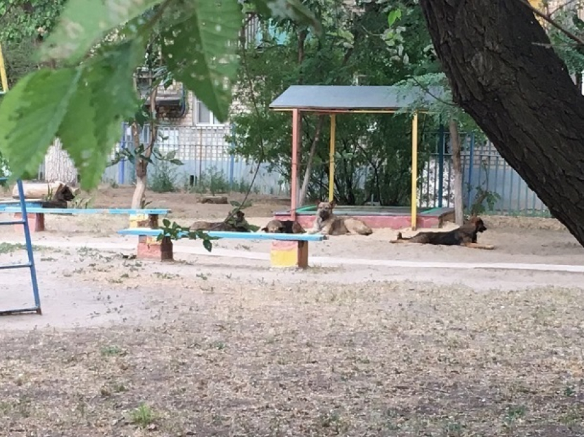 Свора собак оккупировала площадку детского сада в Волгограде