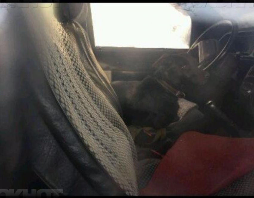 В Волжском в морозы до -20 хозяин с собакой выживают в припаркованном авто